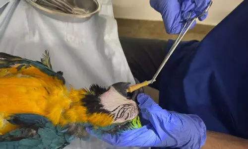 ഫീഡിങ് ട്യൂബും ‘അകത്താക്കി’; മിക്കിക്ക് അപൂർവ ശസ്ത്രക്രിയ