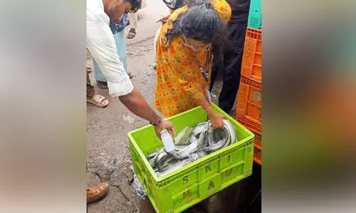 തി​രൂ​രി​ൽ 25 കി​ലോ പ​ഴ​കി​യ മ​ത്സ്യം പി​ടി​കൂ​ടി