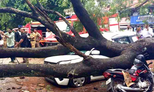 കോടതി വളപ്പിൽ മരം കടപുഴകി വീണ് വാഹനങ്ങൾ തകർന്നു കോടതി വളപ്പിൽ മരം കടപുഴകി വീണ് വാഹനങ്ങൾ തകർന്നു
