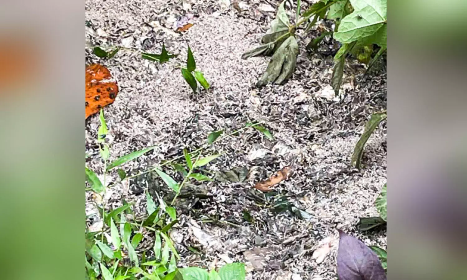 മാരങ്കുളം-നിർമലപുരം റോഡിൽ മാലിന്യം തള്ളൽ രൂക്ഷം