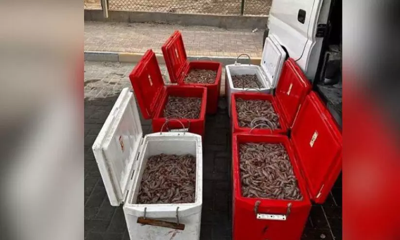 നി​യ​മ​വി​രു​ദ്ധ​മാ​യി ചെ​മ്മീ​ൻ   പി​ടി​ച്ച മൂ​ന്നു​പേ​രെ കോ​സ്റ്റ് ഗാ​ർ​ഡ് അ​റ​സ്റ്റു ചെ​യ്തു