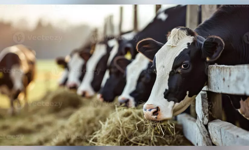 കു​ള​മ്പു​രോ​ഗ പ്ര​തി​രോ​ധ പ്ര​വ​ർ​ത്ത​ന​ങ്ങ​ൾ തു​ട​രു​ന്നു; 192 ക​ന്നു​കാ​ലി​ക​ൾ ച​ത്തു