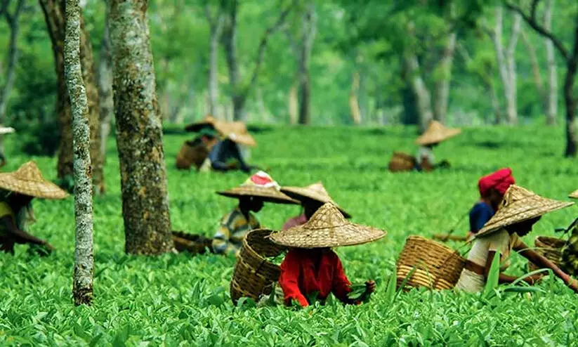 ഭൂമിശാസ്ത്രപരമായ ഒറ്റപ്പെടലൊക്കെ പഴയ സങ്കൽപ്പം; വടക്കു കിഴക്കൻ സംസ്ഥാനങ്ങൾ ഇപ്പോൾ ദക്ഷിണേഷ്യയുടെ കവാടം; കിരൺ റിജിജു