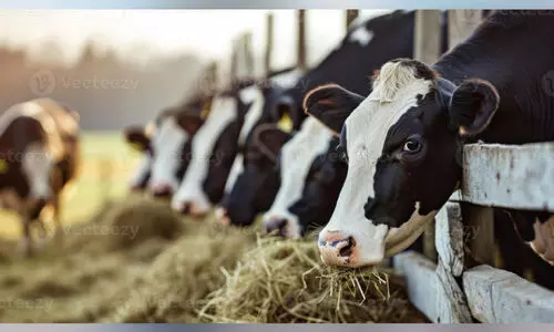 കു​ള​മ്പു​രോ​ഗ പ്ര​തി​രോ​ധ പ്ര​വ​ർ​ത്ത​ന​ങ്ങ​ൾ തു​ട​രു​ന്നു; 192 ക​ന്നു​കാ​ലി​ക​ൾ ച​ത്തു