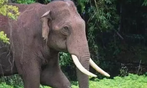 പുഴ കടന്നെത്തിയ കാട്ടാനക്കൂട്ടം കൃഷി നശിപ്പിച്ചു പുഴ കടന്നെത്തിയ കാട്ടാനക്കൂട്ടം കൃഷി നശിപ്പിച്ചു