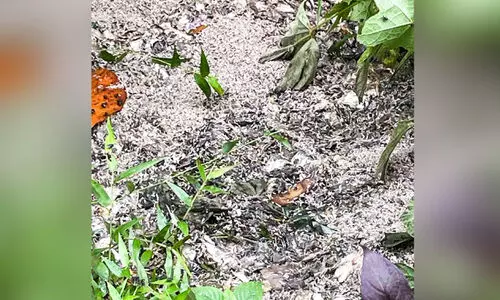 മാരങ്കുളം-നിർമലപുരം റോഡിൽ മാലിന്യം തള്ളൽ രൂക്ഷം