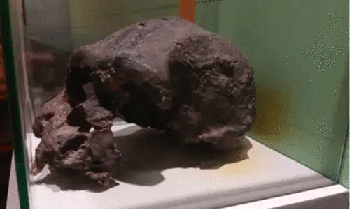 1,40,000 വർഷം പഴക്കം; കടലിനടിയിൽനിന്ന് മനുഷ്യ ഫോസിലുകൾ കണ്ടെടുത്ത് ഗവേഷകർ