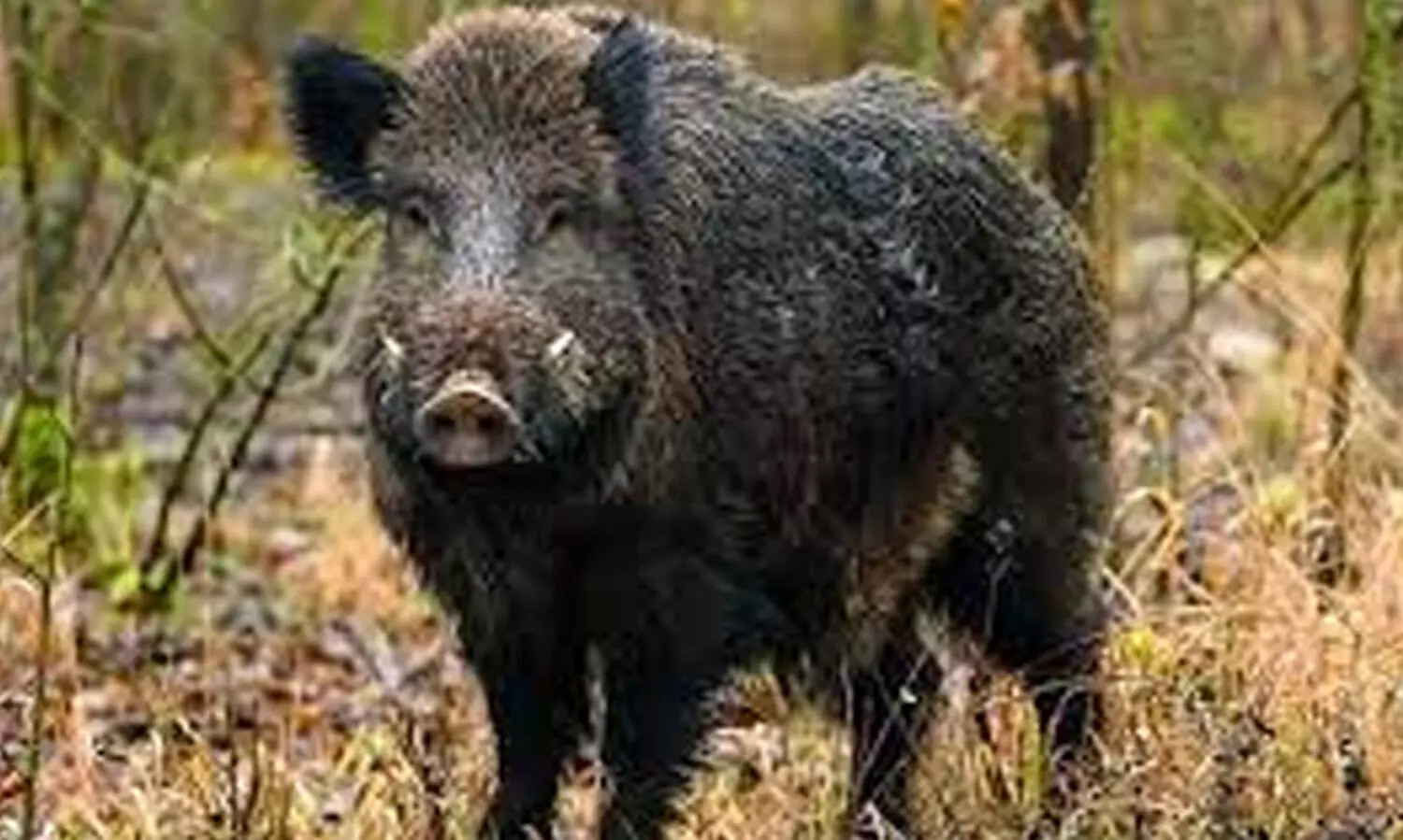 വളർത്തുനായെ കാട്ടുപന്നി പരിക്കേൽപിച്ചു