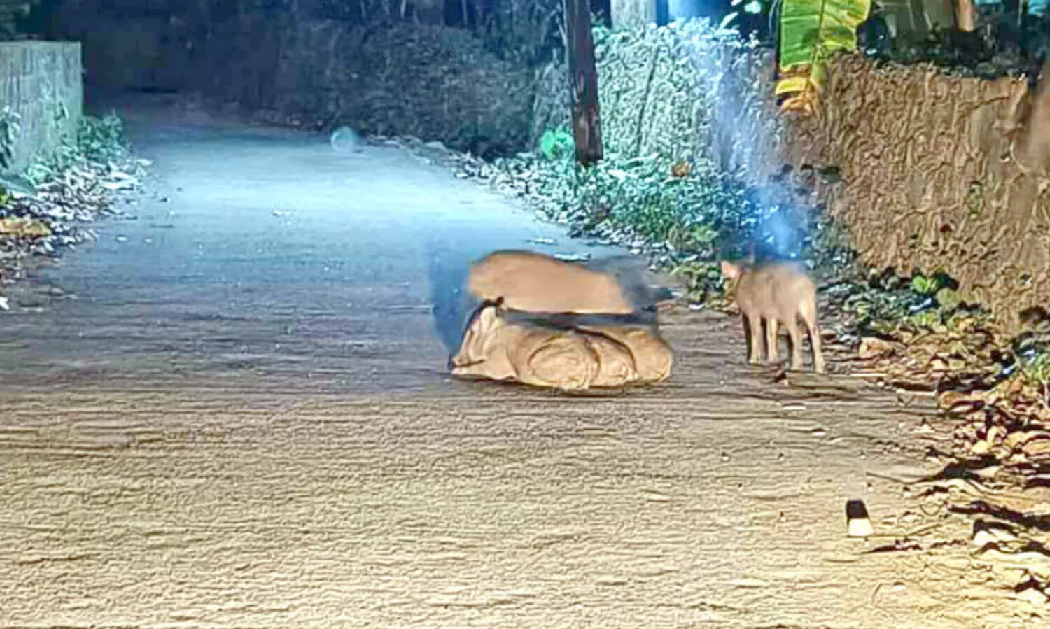 പൈങ്ങണ ബൈപാസ് കൈയടക്കി കാട്ടുപന്നികൾ