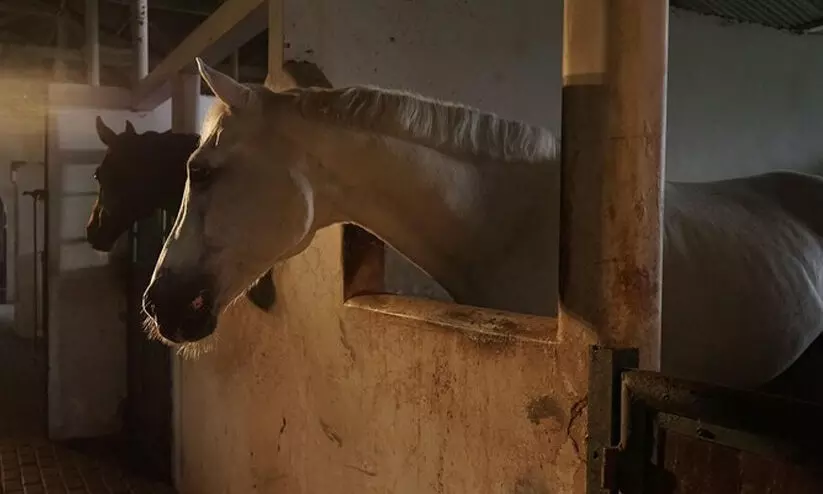 കുതിരയെ ലൈംഗികമായി പീഡിപ്പിച്ചു; 30കാരൻ അറസ്റ്റിൽ കുതിരയെ ലൈംഗികമായി പീഡിപ്പിച്ചു; 30കാരൻ അറസ്റ്റിൽ