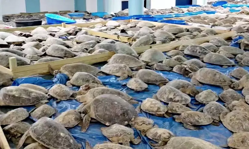 വി​മാ​ന​ത്താവ​ള​ത്തി​ൽ 3,000 ആ​മ​ക​ളെ പി​ടി​കൂ​ടി