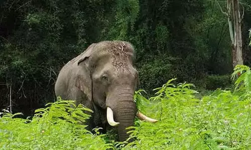 ഹാ​സ​നി​ൽ കാ​ട്ടാ​ന​യു​ടെ ആ​ക്ര​മ​ണ​ത്തി​ൽ തൊ​ഴി​ലാ​ളി സ്ത്രീ ​മ​രി​ച്ചു
