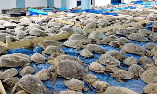 വി​മാ​ന​ത്താവ​ള​ത്തി​ൽ 3,000 ആ​മ​ക​ളെ പി​ടി​കൂ​ടി