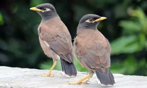 മൈ​​ന​ക​ൾ​ക്ക് ‘ഗെ​റ്റ് ഔ​ട്ട്’ തു​ട​രും