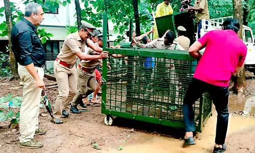 എ​ലി​വാ​ലി​ൽ കൂ​ട് സ്ഥാ​പി​ച്ചു; ഇ​ര​യാ​യി നാ​യു​മെ​ത്തി   ഇ​നി പു​ലി​ക്കാ​യി കാ​ത്തി​രി​പ്പ്