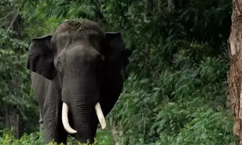പുലി, കാട്ടാന, കാട്ടുപന്നി, ഞങ്ങളെന്ത് ചെയ്യും; ജില്ലയിൽ വന്യമൃഗ ശല്യം രൂക്ഷം പുലി, കാട്ടാന, കാട്ടുപന്നി, ഞങ്ങളെന്ത് ചെയ്യും; ജില്ലയിൽ വന്യമൃഗ ശല്യം രൂക്ഷം