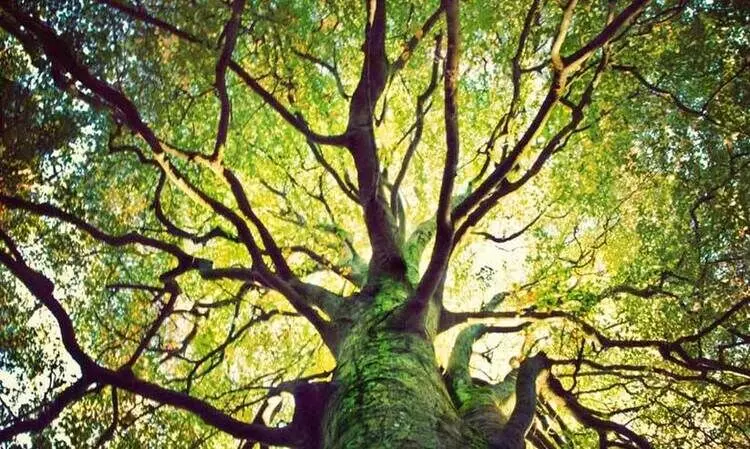 വൃ​​ക്ഷ​​ങ്ങ​​ളു​ടെ കൂ​ടെ​യു​ള്ള ജീ​​വി​​തം