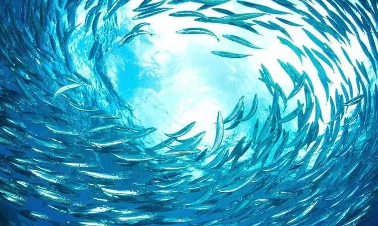 മത്തിക്ക് സംഭവിക്കുന്നത്