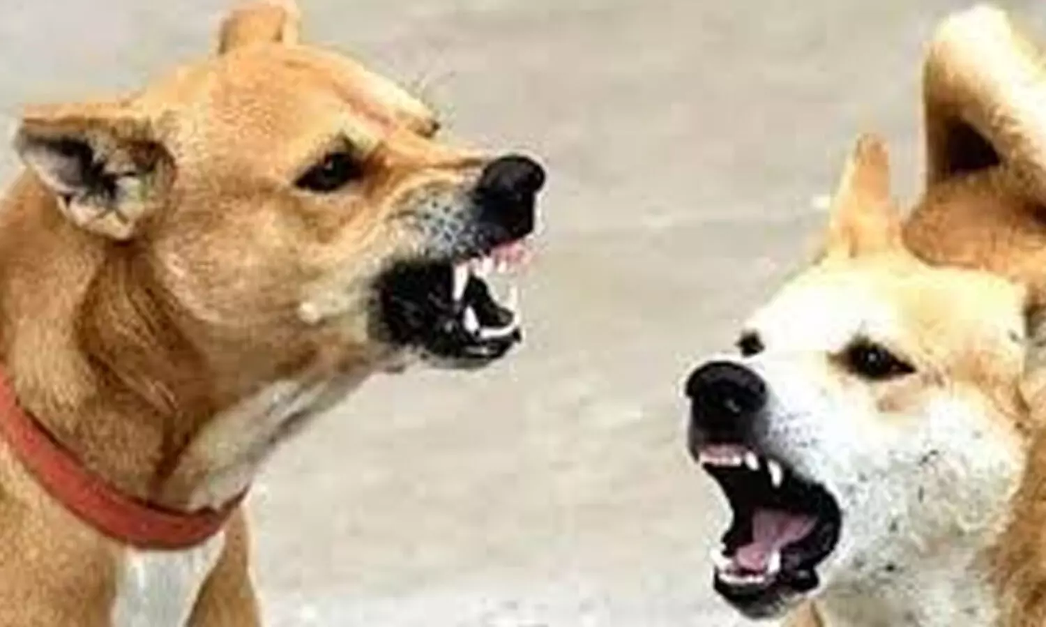 തെ​രു​വു നാ​യ് ആ​ക്ര​മ​ണത്തിൽ കു​ട്ടി​ക​ള​ട​ക്കം മൂ​ന്നു​പേ​ർ​ക്ക് പ​രി​ക്ക്