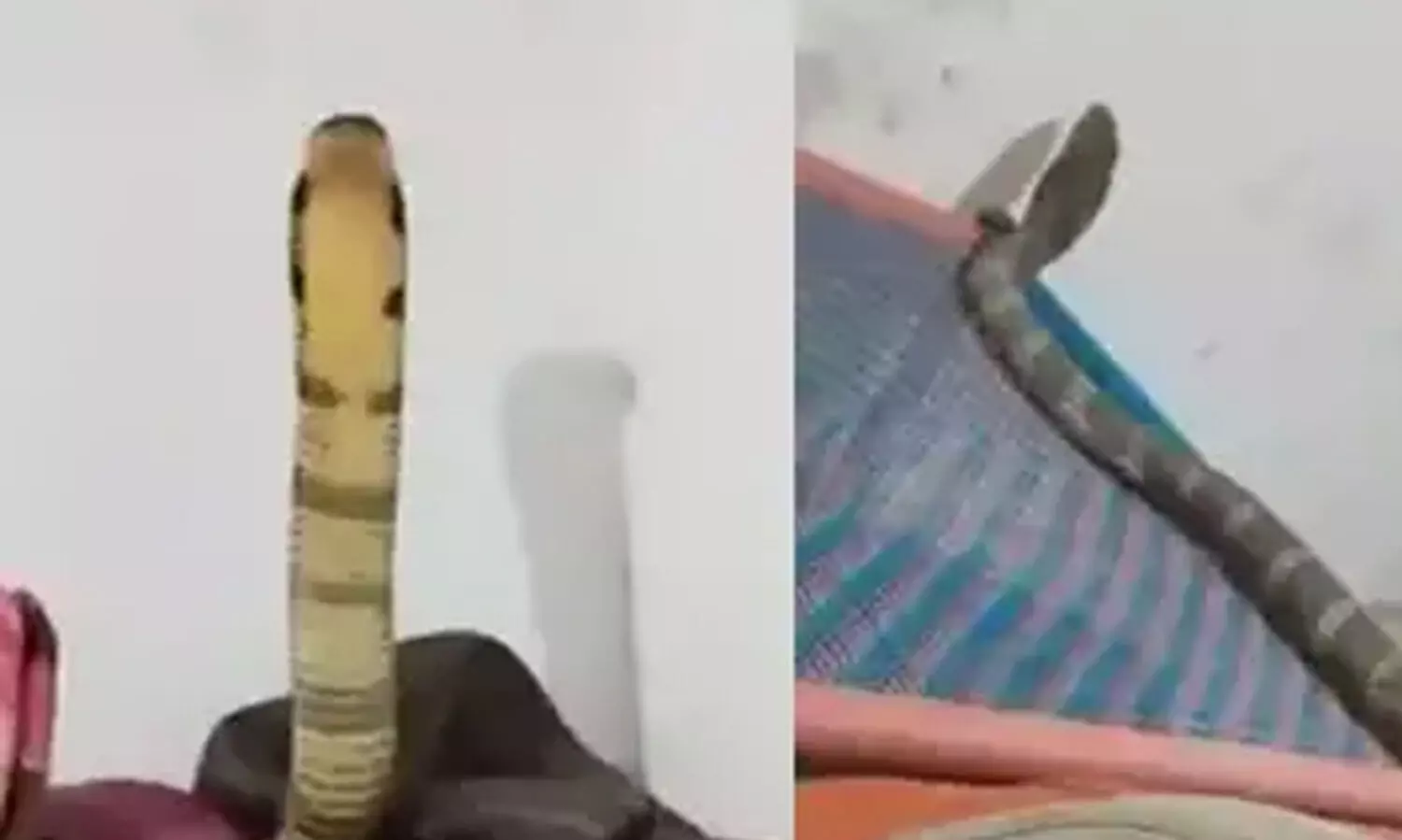 രാജവെമ്പാലയെ കിടക്കയിൽ കണ്ടിട്ടും ഭയപ്പെടാതെ ദൃശ്യങ്ങൾ ചിത്രീകരിച്ച് യുവാവ്; വിഡിയോ സമൂഹമാധ്യമങ്ങളിൽ വൈറൽ -VIDEO