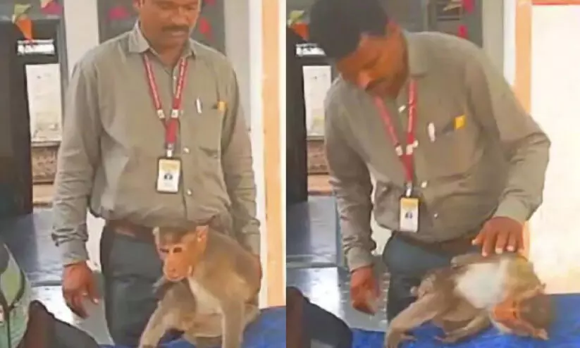 സ്വയം മൃഗാശുപത്രിയിലെത്തി ചികിത്സ നേടി മടങ്ങികുരങ്ങ് സ്വയം മൃഗാശുപത്രിയിലെത്തി ചികിത്സ നേടി മടങ്ങികുരങ്ങ്