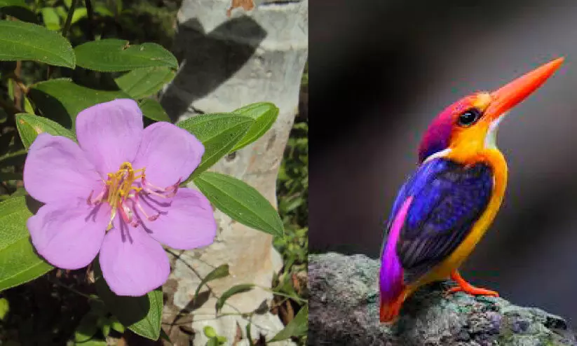 അ​തി​രാ​ണി ജി​ല്ല​യു​ടെ പു​ഷ്പം, പ​ക്ഷി മേ​നി​പ്പൊ​ന്മാ​ന്‍; ജി​ല്ല​യു​ടെ സ്പീ​ഷീ​സ് പ്ര​ഖ്യാ​പ​നം ന​ട​ത്തി