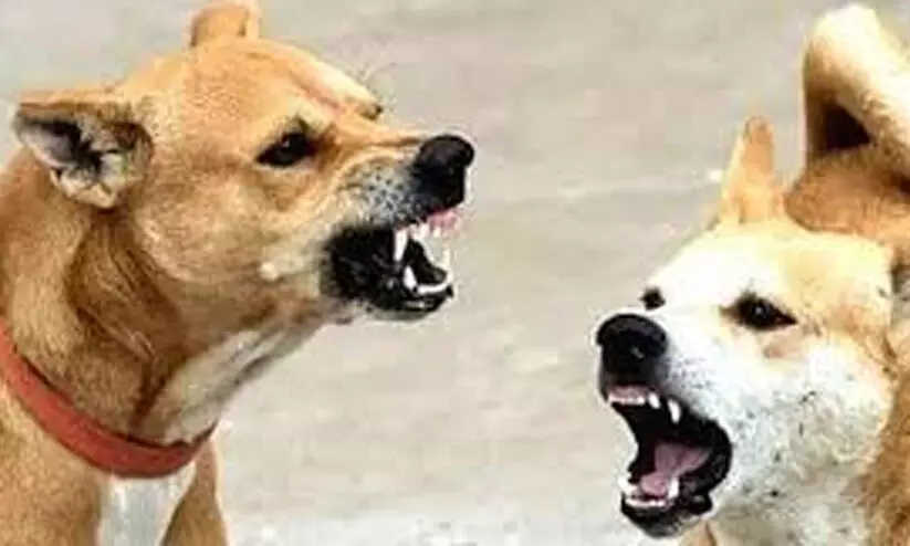 തെ​രു​വു നാ​യ് ആ​ക്ര​മ​ണത്തിൽ കു​ട്ടി​ക​ള​ട​ക്കം മൂ​ന്നു​പേ​ർ​ക്ക് പ​രി​ക്ക്