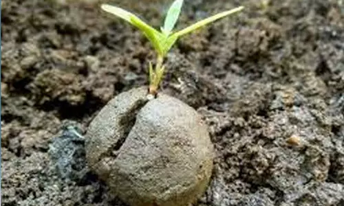 വന്യമൃഗശല്യം പ്രതിരോധിക്കാൻ കാട്ടിൽ വിത്തുണ്ട വിതറും