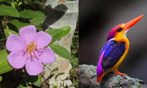 അ​തി​രാ​ണി ജി​ല്ല​യു​ടെ പു​ഷ്പം, പ​ക്ഷി മേ​നി​പ്പൊ​ന്മാ​ന്‍; ജി​ല്ല​യു​ടെ സ്പീ​ഷീ​സ് പ്ര​ഖ്യാ​പ​നം ന​ട​ത്തി