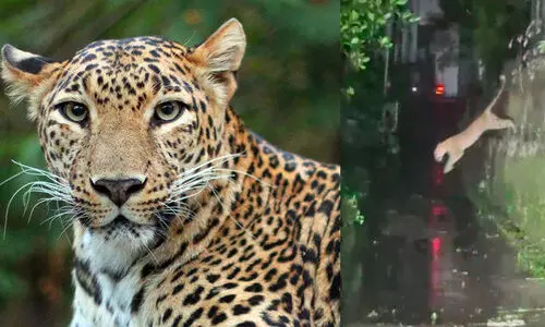 ബ​ത്തേ​രി ന​ഗ​രം വി​ടാ​തെ പു​ലി; ജ​നം ആ​ശ​ങ്ക​യി​ൽ