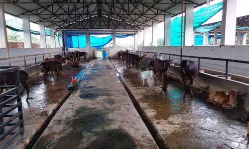 ബേ​ള​യി​ൽ താ​ര​മാ​യി കു​ള്ള​ൻ പ​ശു​ക്ക​ൾ