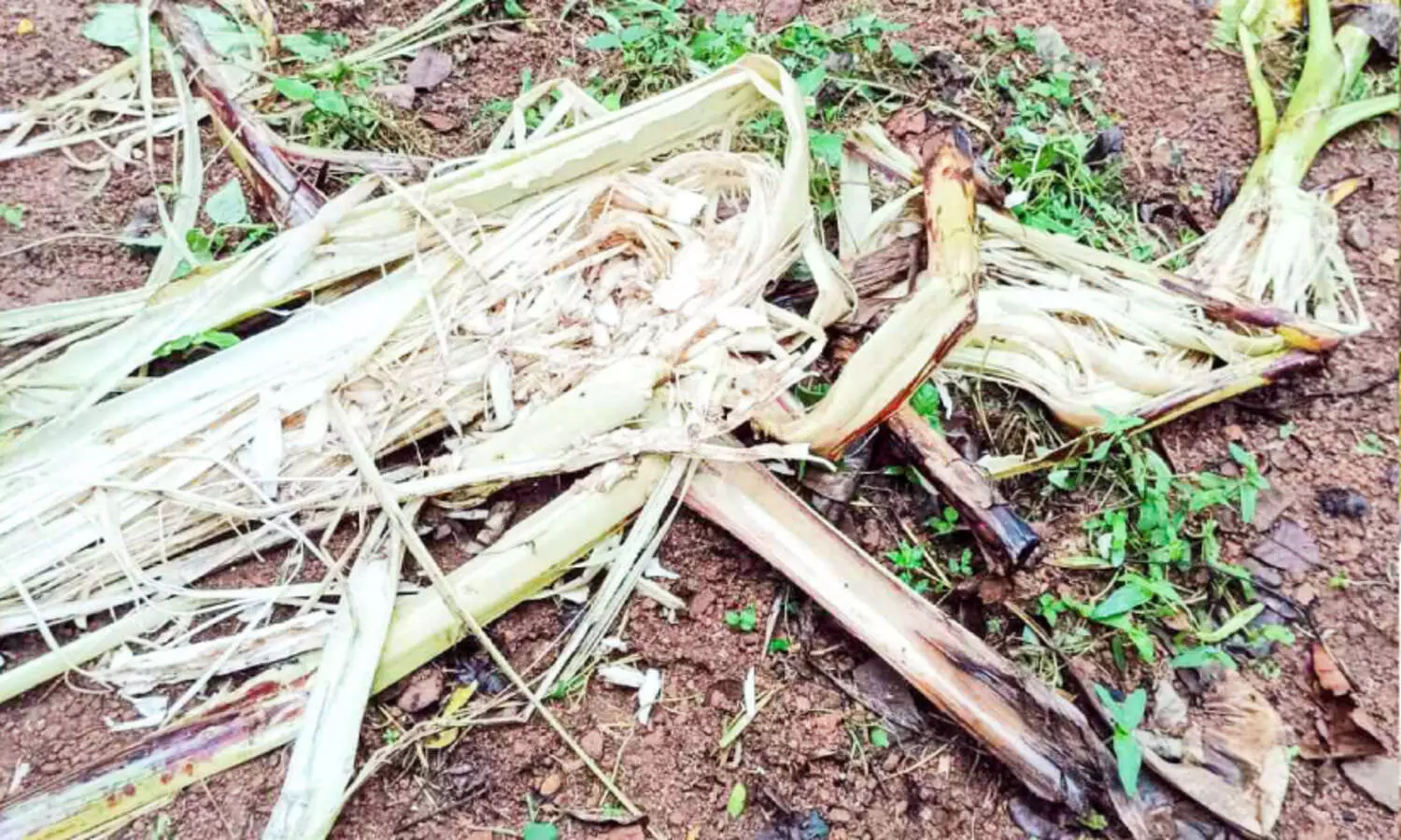 കല്ലൂപ്പാറ പഞ്ചായത്തിൽ കാട്ടുപന്നി ശല്യം രൂക്ഷം