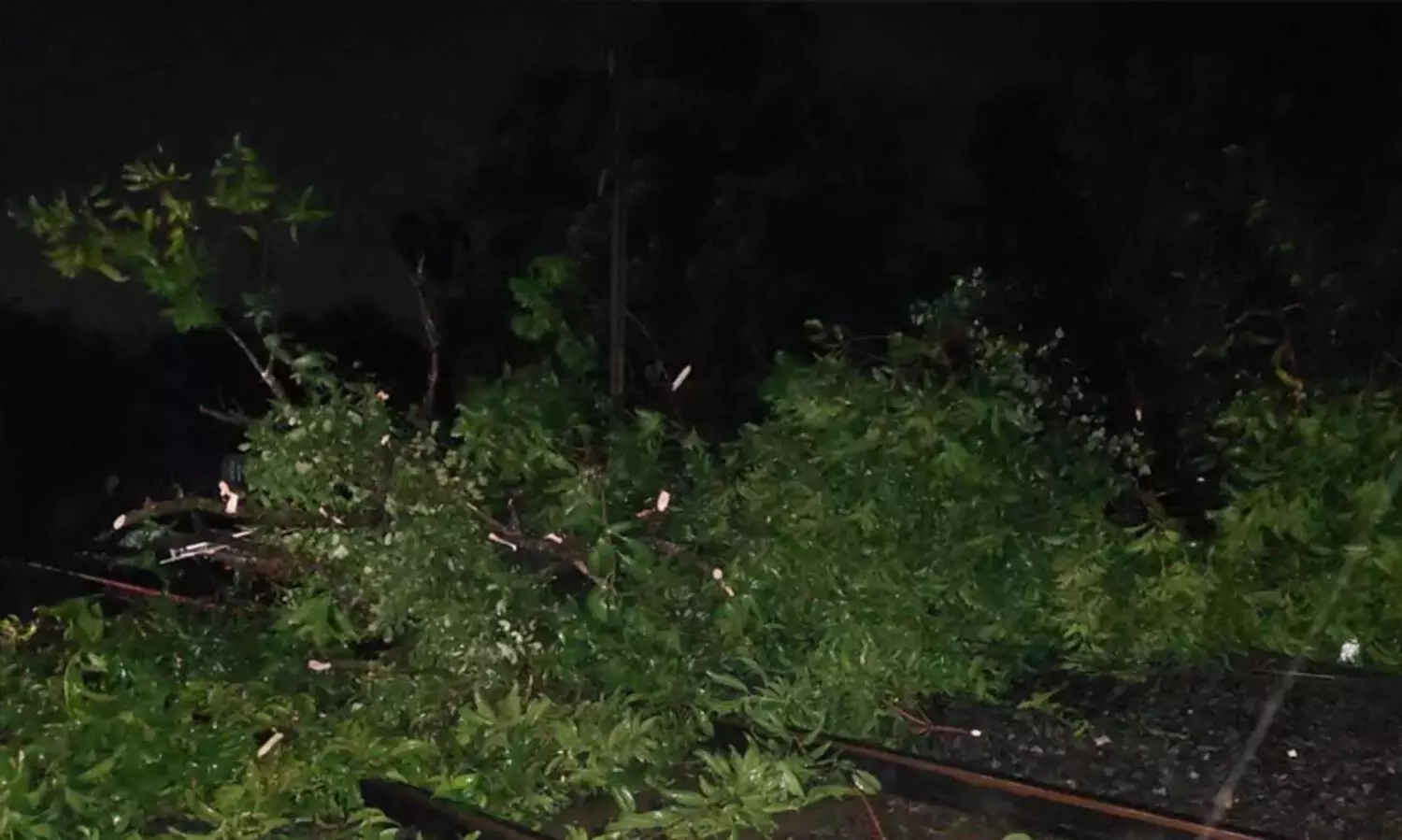 ​ട്രെയിനുകൾ മണിക്കൂറൂകൾ വൈകും; കോഴി​ക്കോടും ആലുവയിലും റെയിൽവെ ട്രാക്കിൽ മരം പൊട്ടിവീണ് ​ട്രെയിൻ ഗതാഗതം താറുമാറായി