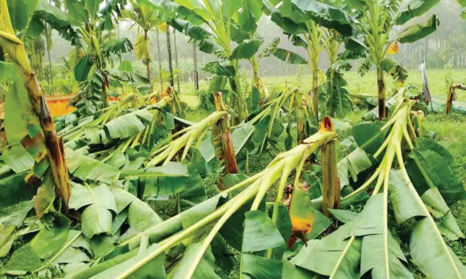 100​ കോടിയുടെ കൃഷിനാശം