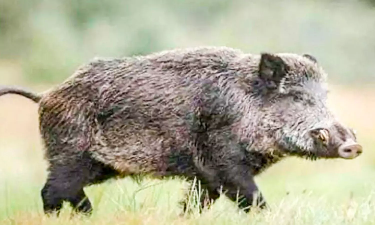 കർഷകരെ കണ്ണീരിലാക്കി കാട്ടുപന്നികൾ