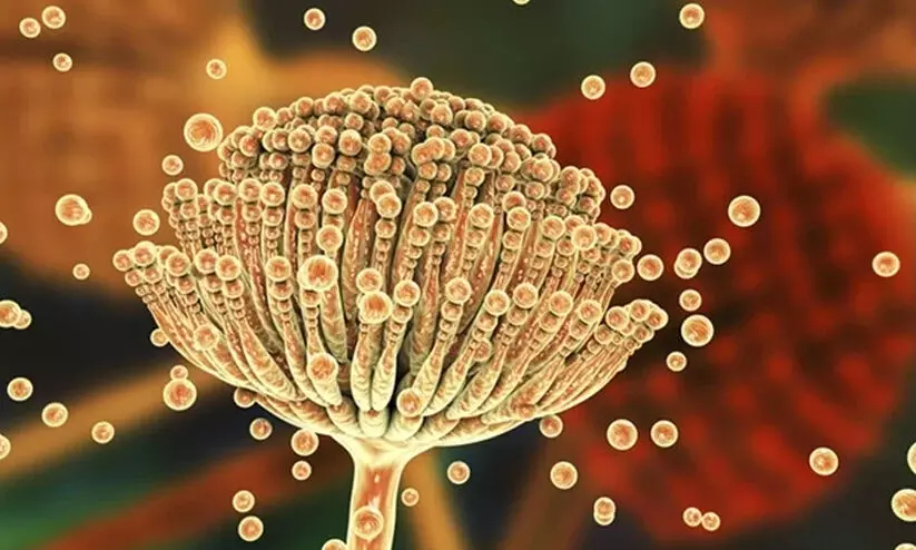 അന്തരീക്ഷ താപനില വർധിക്കുന്നതിനെതുടർന്ന് മനുഷ്യനെ കാർന്നു തിന്നുന്ന മാരക ഫംഗസുകൾ ആഗോളതലത്തിൽ വ്യാപിക്കുമെന്ന് ഗവേഷകർ അന്തരീക്ഷ താപനില വർധിക്കുന്നതിനെതുടർന്ന് മനുഷ്യനെ കാർന്നു തിന്നുന്ന മാരക ഫംഗസുകൾ ആഗോളതലത്തിൽ വ്യാപിക്കുമെന്ന് ഗവേഷകർ