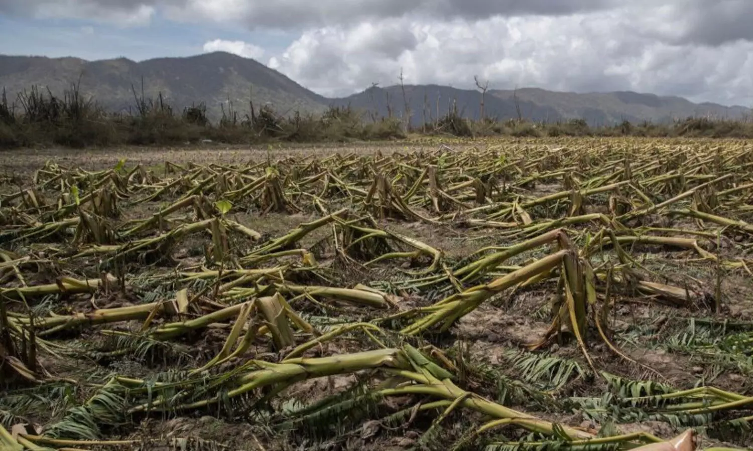 ജി​ല്ല​യി​ലെ 242.74 ഹെ​ക്ട​റി​ലെ കൃ​ഷി ന​ശി​ച്ചു