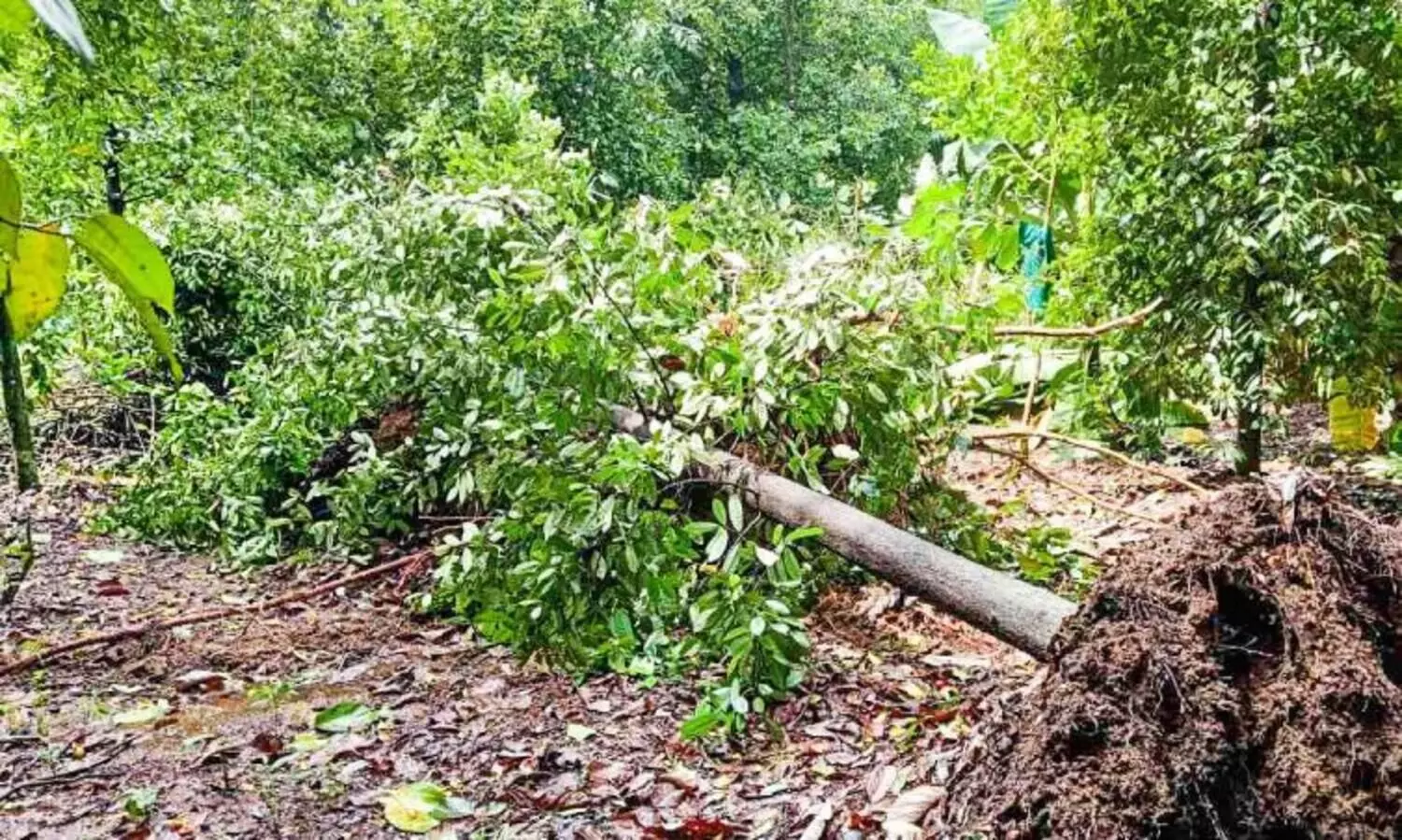 പെരുമ്പാവൂര്‍ മേഖലയില്‍ കാറ്റിലും മഴയിലും വന്‍ നാശം