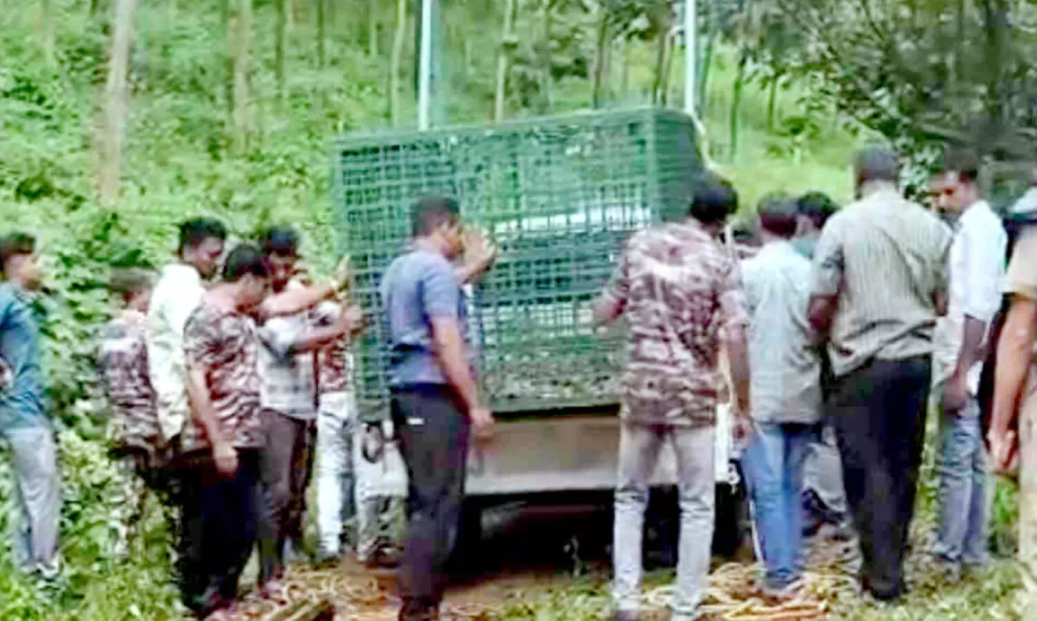 ക​ടു​വ ഭീ​തി​യു​ടെ ര​ണ്ടാ​ഴ്ച; വ​ന​പാ​ല​ക​ർ​ക്ക് ത​ല​വേ​ദ​ന; നാ​ട്ടു​കാ​ർ​ക്ക് രോ​ഷം