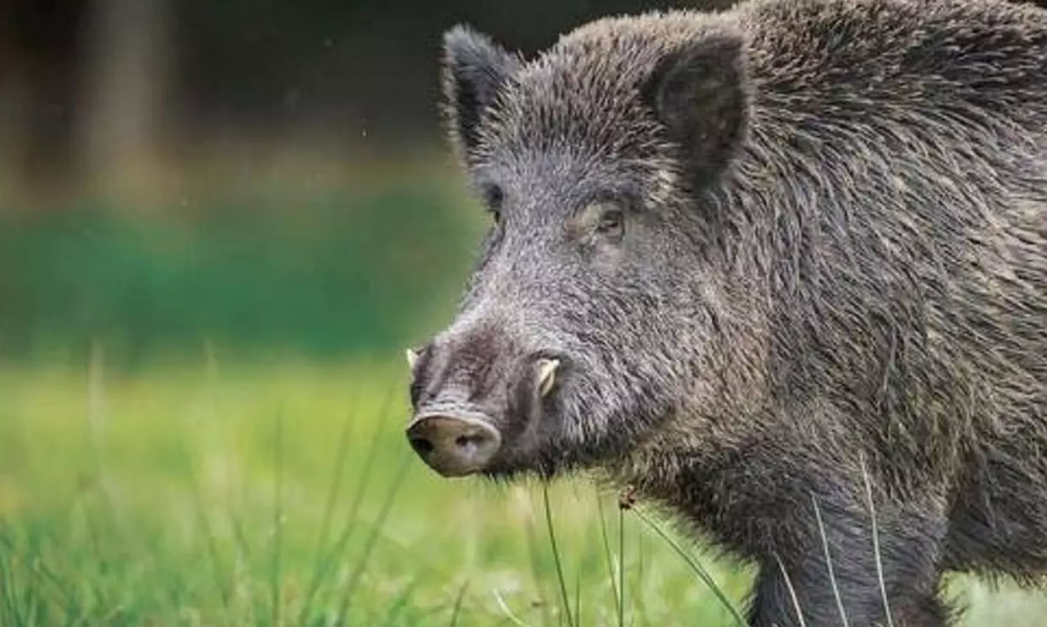 ജീവനും സ്വത്തിനും ഭീഷണിയാകുന്ന വന്യജീവികളെ കൊല്ലാൻ അനുമതി തേടും; വനംവകുപ്പിനെ ചുമതലപ്പെടുത്തി