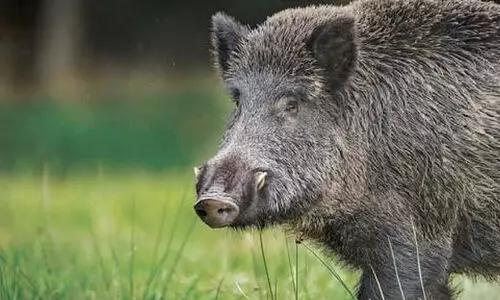 ജീവനും സ്വത്തിനും ഭീഷണിയാകുന്ന വന്യജീവികളെ കൊല്ലാൻ അനുമതി തേടും; വനംവകുപ്പിനെ ചുമതലപ്പെടുത്തി