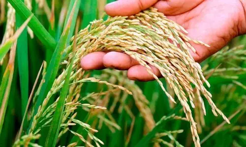 നെല്ലിന് താങ്ങുവില ക്വിന്റലിന് 69 രൂപ വർധിപ്പിച്ചു