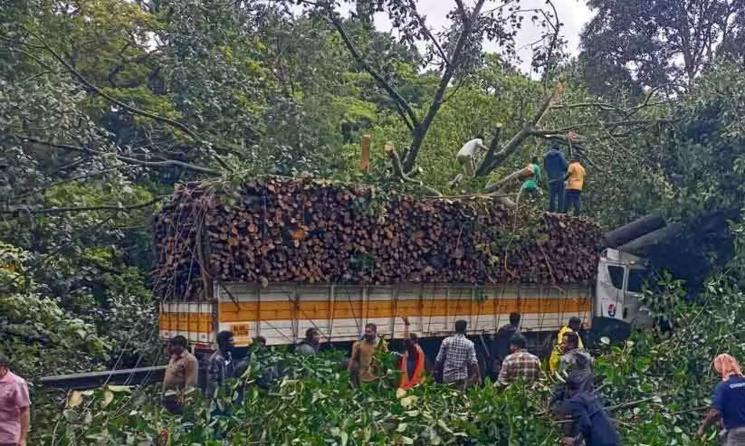 കുമളിയിൽ നിർത്തിയിട്ട ലോറിക്കും ബസിനും ഇടയിലേക്ക് മരം വീണു