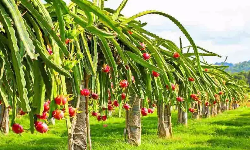 അലങ്കാരത്തിനും വരുമാനത്തിനും ഡ്രാഗൺ ചെടികൾ