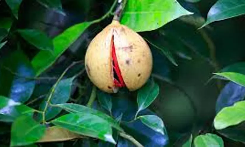 മഴയിൽ ജാതിക്ക് ഇലകൊഴിച്ചിൽ; പരിഹാരമുണ്ട്