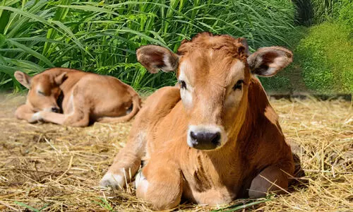 പ​ശു​ക്ക​ളി​ലെ വ​ന്ധ്യ​ത അ​ക​റ്റാം