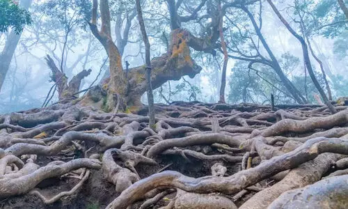 വിനോദ സഞ്ചാരികൾ അറിയാൻ: കനത്ത മഴയെ തുടർന്ന് നാഗര്‍ഹോളെ സഫാരി റൂട്ടുകള്‍ അടച്ചു