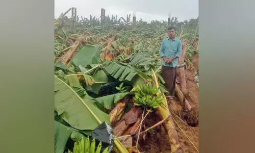 ശ​ക്ത​മാ​യ കാ​റ്റി​ൽ 1800 വാ​ഴ​ക​ൾ നി​ലം​പൊ​ത്തി