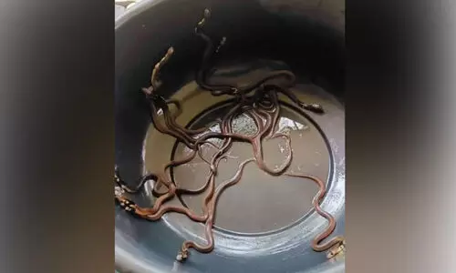 ഉഷയെത്തിയത് ഒരു പാമ്പിൻകുഞ്ഞിനെ തേടി; പിടികൂടിയത് 21 എണ്ണം