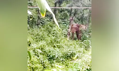 കുളമാംകുഴിയിലും പാട്ടയടമ്പിലും കാട്ടാന കൃഷി നശിപ്പിച്ചു